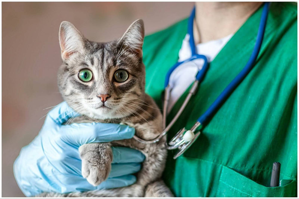 Navigating the Silent Threat: Kidney Disease in Cats