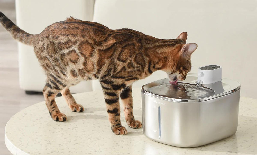 Unraveling the Mystery of Cats' Drinking Habits