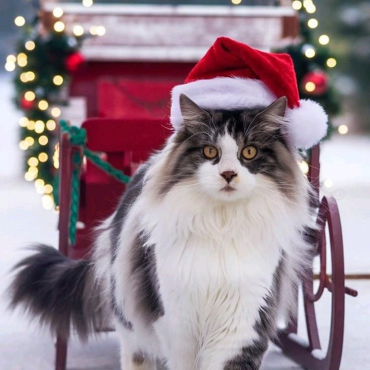 Paws and Kindness: A Christmas Tale