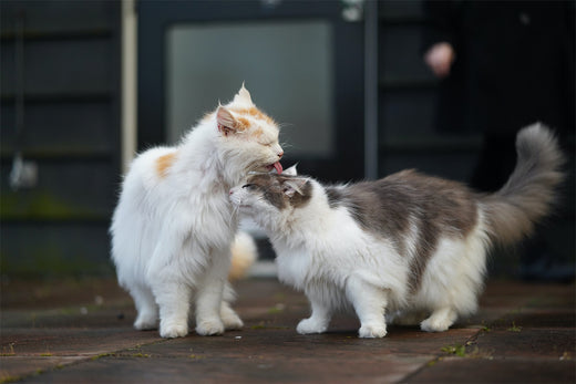5 reasons about why cats grooming themselves so often